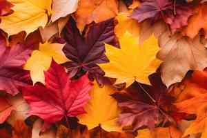 © Gautierbzh - stock.adobe.com Herbstblätter